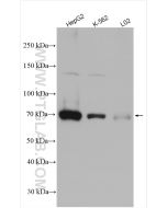 SAMHD1 Polyclonal antibody proteintech 12586-1-AP