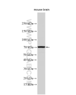 DRD1 Polyclonal antibody proteintech 17934-1-AP
