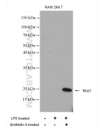 MCP-1/CCL2 Polyclonal antibody proteintech 26161-1-AP