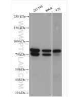 MPP5 Polyclonal antibody proteintech 17710-1-AP