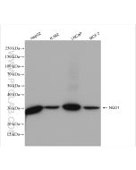 NQO1 Polyclonal antibody proteintech 11451-1-AP