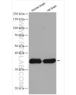 SIRT2 Polyclonal antibody proteintech 19655-1-AP