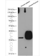 CD8a Polyclonal antibody proteintech 29896-1-AP