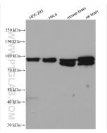 OSBP Polyclonal antibody proteintech 11096-1-AP
