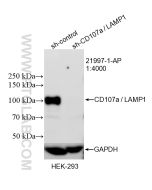 CD107a / LAMP1 Polyclonal antibody proteintech 21997-1-AP