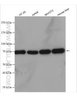 GRP75 Polyclonal antibody proteintech 14887-1-AP