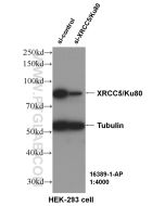 XRCC5/Ku80 Polyclonal antibody proteintech 16389-1-AP