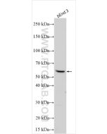 LYVE1 Polyclonal antibody proteintech 32649-1-AP