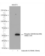 Phospho-GSK3B (Ser389) Polyclonal antibody proteintech 14850-1-AP