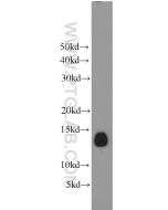 Phospholemman/FXYD1 Polyclonal antibody proteintech 13721-1-AP