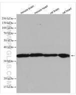 VDAC1/2/3 Polyclonal antibody proteintech 11663-1-AP