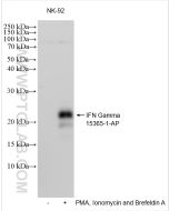 IFN-gamma Polyclonal antibody proteintech 15365-1-AP