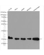 CDC42 Polyclonal antibody proteintech 10155-1-AP