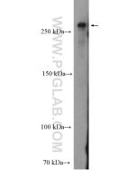 DICER1 Polyclonal antibody proteintech 20567-1-AP