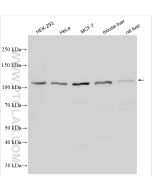 MOV10 Polyclonal antibody proteintech 10370-1-AP