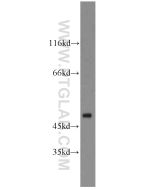 ARC/ARG3.1 Polyclonal antibody proteintech 16290-1-AP