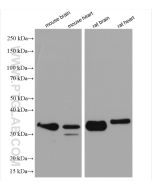 MFF Polyclonal antibody proteintech 17090-1-AP