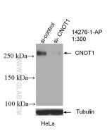 CNOT1 Polyclonal antibody proteintech 14276-1-AP