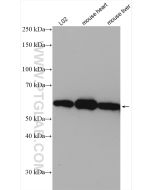 DLD Polyclonal antibody proteintech 16431-1-AP