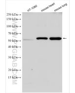 PTRF Polyclonal antibody proteintech 18892-1-AP