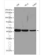 C5aR Polyclonal antibody proteintech 21316-1-AP