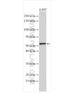 CD4 Polyclonal antibody proteintech 19068-1-AP