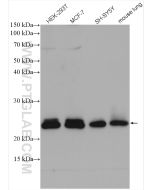 RAB11A Polyclonal antibody proteintech 20229-1-AP