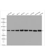Hsc70 Polyclonal antibody proteintech 10654-1-AP
