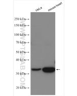 NDUFA9 Polyclonal antibody proteintech 20312-1-AP