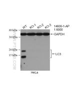 LC3 Polyclonal antibody proteintech 14600-1-AP