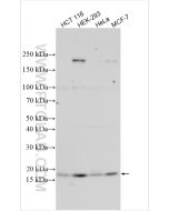 Neudesin/NENF Polyclonal antibody proteintech 15760-1-AP