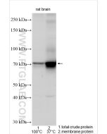 KCND3 Polyclonal antibody proteintech 25468-1-AP