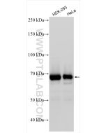 SHP2 Polyclonal antibody proteintech 20145-1-AP