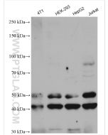 JNK Polyclonal antibody proteintech 51151-1-AP