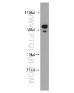 AEG-1/MTDH Polyclonal antibody proteintech 13860-1-AP
