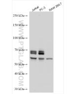 CAMKK2 Polyclonal antibody proteintech 11549-1-AP