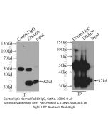 Rabbit IgG control Polyclonal antibody proteintech 30000-0-AP