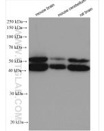 JNK Polyclonal antibody proteintech 17572-1-AP