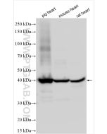 Cardiac Troponin T Polyclonal antibody proteintech 15513-1-AP
