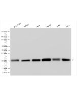NDUFA4L2 Polyclonal antibody proteintech 16480-1-AP