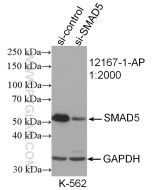 SMAD5 Polyclonal antibody proteintech 12167-1-AP