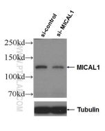 MICAL1 Polyclonal antibody proteintech 14818-1-AP