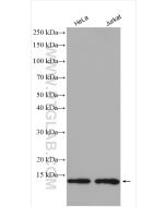 Thioredoxin Polyclonal antibody proteintech 14999-1-AP