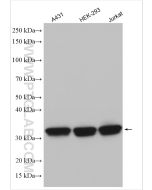 HuR/ELAVL1 Polyclonal antibody proteintech 11910-1-AP