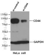 CD44 Polyclonal antibody proteintech 15675-1-AP