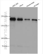 PHLPP1 Polyclonal antibody proteintech 22789-1-AP