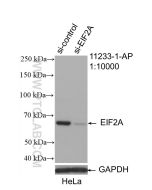 EIF2A/CDA02 Polyclonal antibody proteintech 11233-1-AP