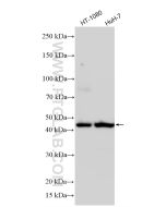 AGTR1 Polyclonal antibody proteintech 25343-1-AP