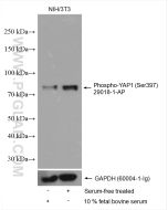 Phospho-YAP1 (Ser397) Polyclonal antibody proteintech 29018-1-AP