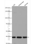 LIAS Polyclonal antibody proteintech 11577-1-AP